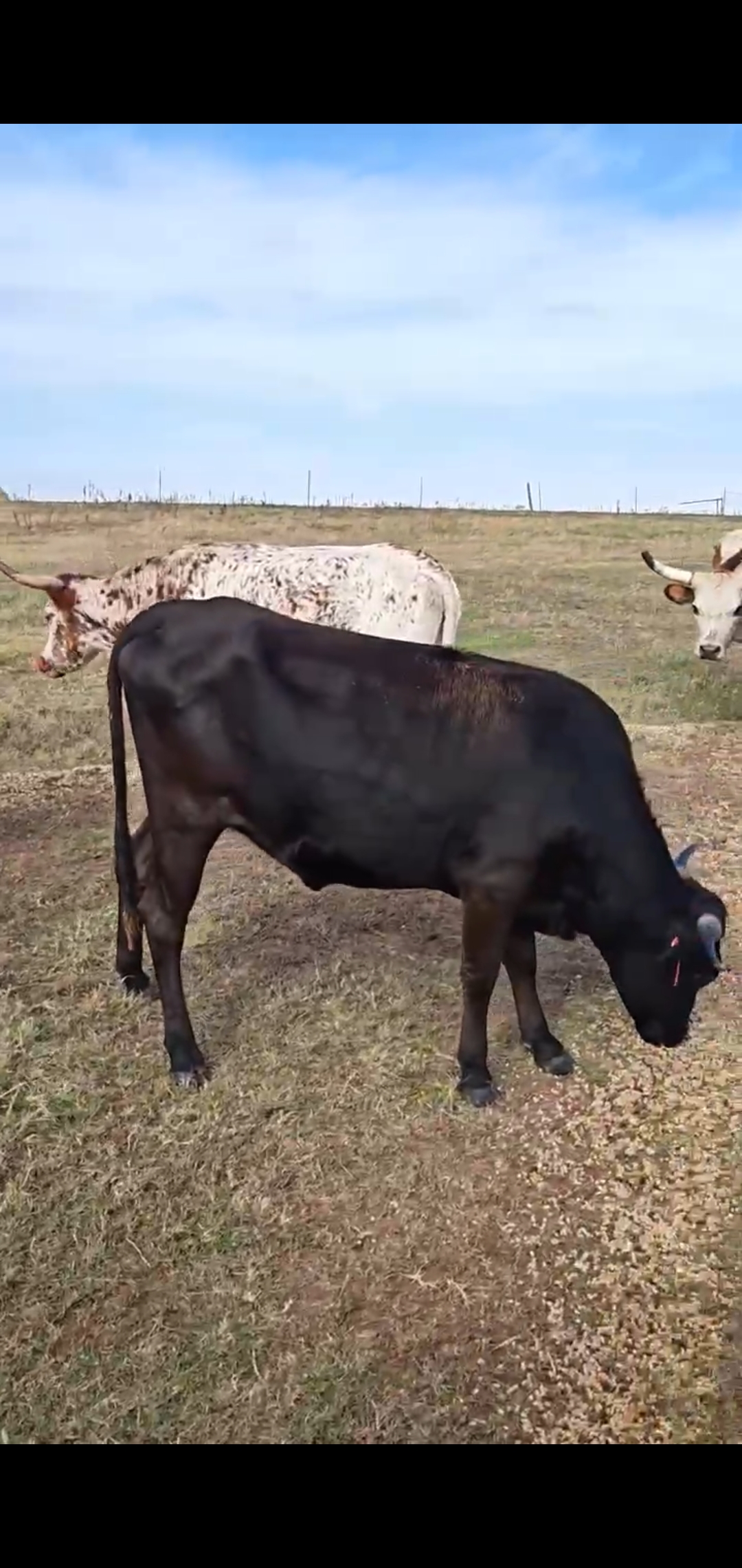 48 - Corriente Bred Heifers and Cows - Oklahoma